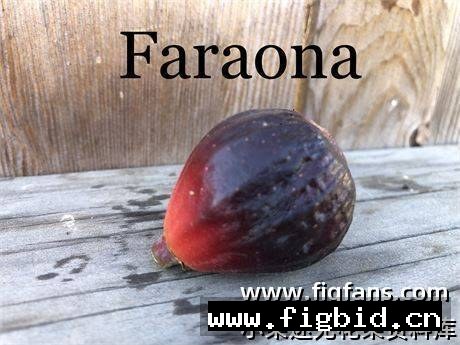 法拉奥纳/珍珠鸡 Faraona (Nikky) 无花果 标价为单芽价格 满50包邮
