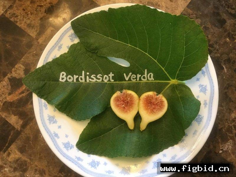 绿布索 Bordissot Verda 无花果  标价为单芽价格