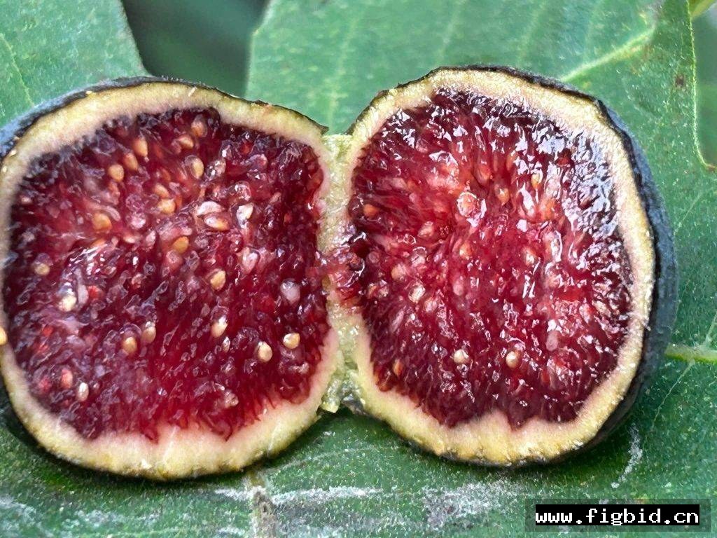 黑莓挞 Blackberry Tart 无花果 标价为单芽价格 满50包邮