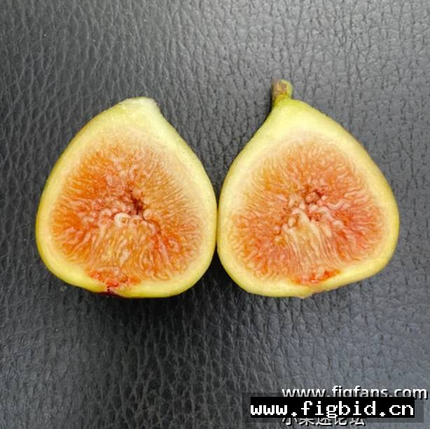 奥林匹亚 Olympian（Richters) 无花果 标价为单芽价格 满50包邮
