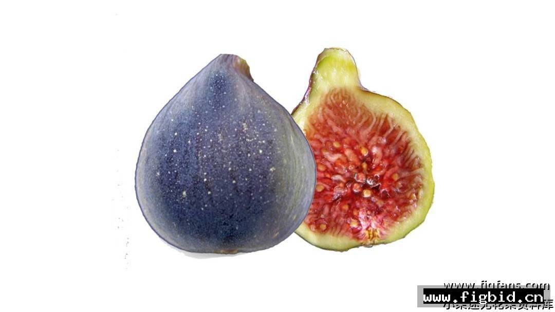 银帽Hative de argentueil 无花果 标价为单芽价格 满50包邮