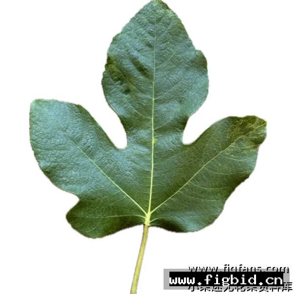 卡琳娜黑 Carlina Negra 无花果 标价为单芽价格 满50包邮