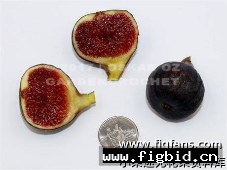 卡琳娜黑 Carlina Negra 无花果 标价为单芽价格 满50包邮