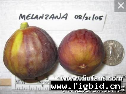 梅兰扎纳 Mlelanzana 无花果 标价为单芽价格 满50包邮