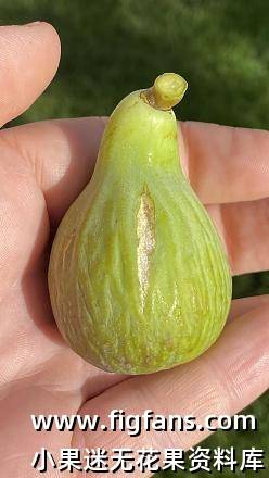文图拉草莓 Ventura Strawberry 无花果 标价为单芽价格 满50包邮