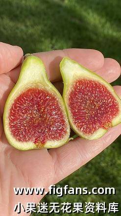 文图拉草莓 Ventura Strawberry 无花果 标价为单芽价格 满50包邮