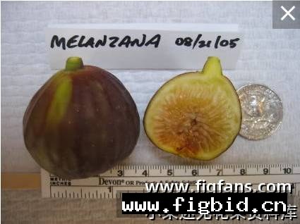 梅兰扎纳 Mlelanzana 无花果 标价为单芽价格 满50包邮