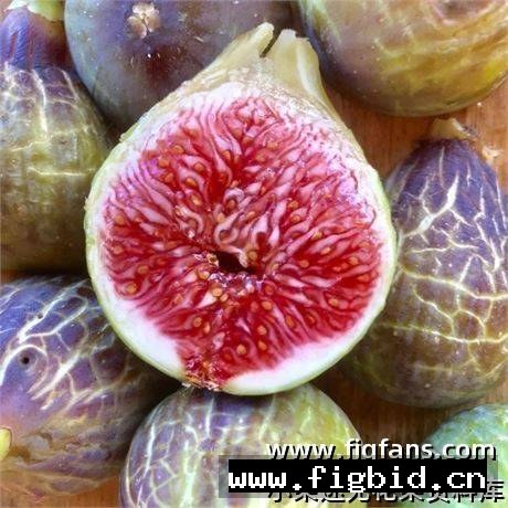 拉布里亚/拉布里贾 Labritja 无花果 标价为单芽价格 满50包邮