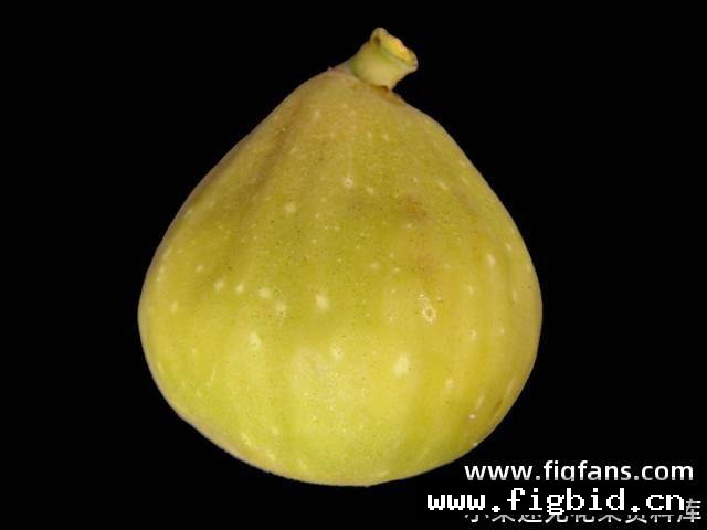 珍妮丝无籽 Janice Seedless Kadota 无花果 标价为单芽价格 满50包邮