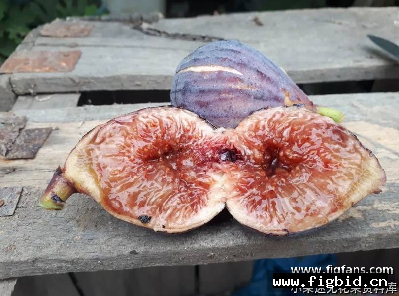 莫拉达 Moellada 无花果 标价为单芽价格 满50包邮