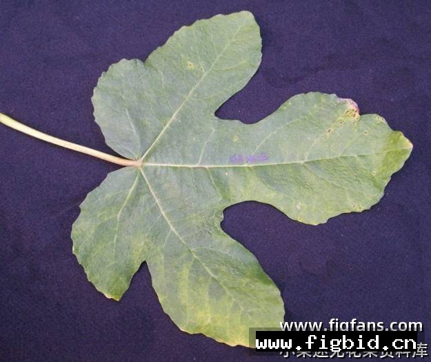 珍妮丝无籽 Janice Seedless Kadota 无花果 标价为单芽价格 满50包邮