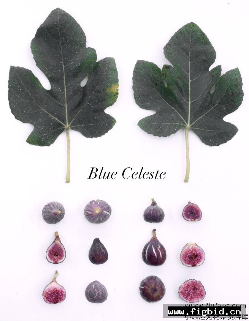 蓝色西莱斯特 Blue Celeste 无花果 标价为单芽价格 满50包邮