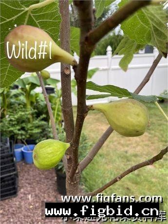 雄树持久型野生#1 Wild#1 无花果 标价为单芽价格 满50包邮