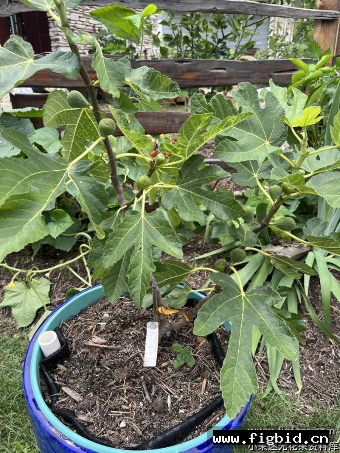蜜李/蜂蜜李子 Honey Plum 无花果 标价为单芽价格 满50包邮