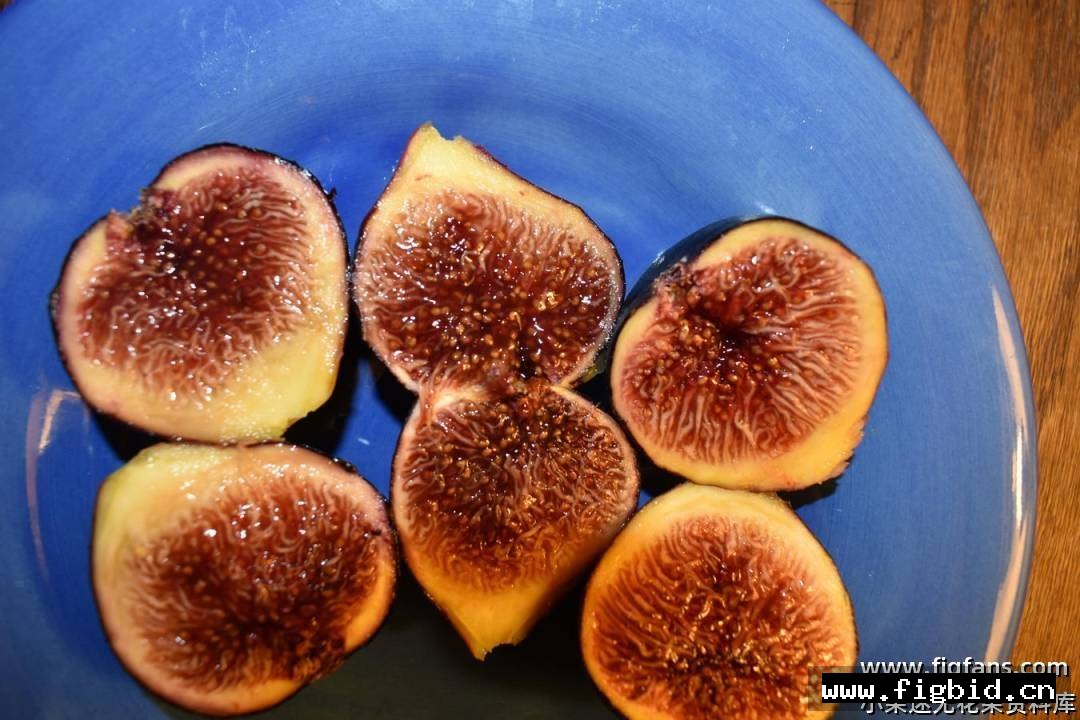 蜜李/蜂蜜李子 Honey Plum 无花果 标价为单芽价格 满50包邮