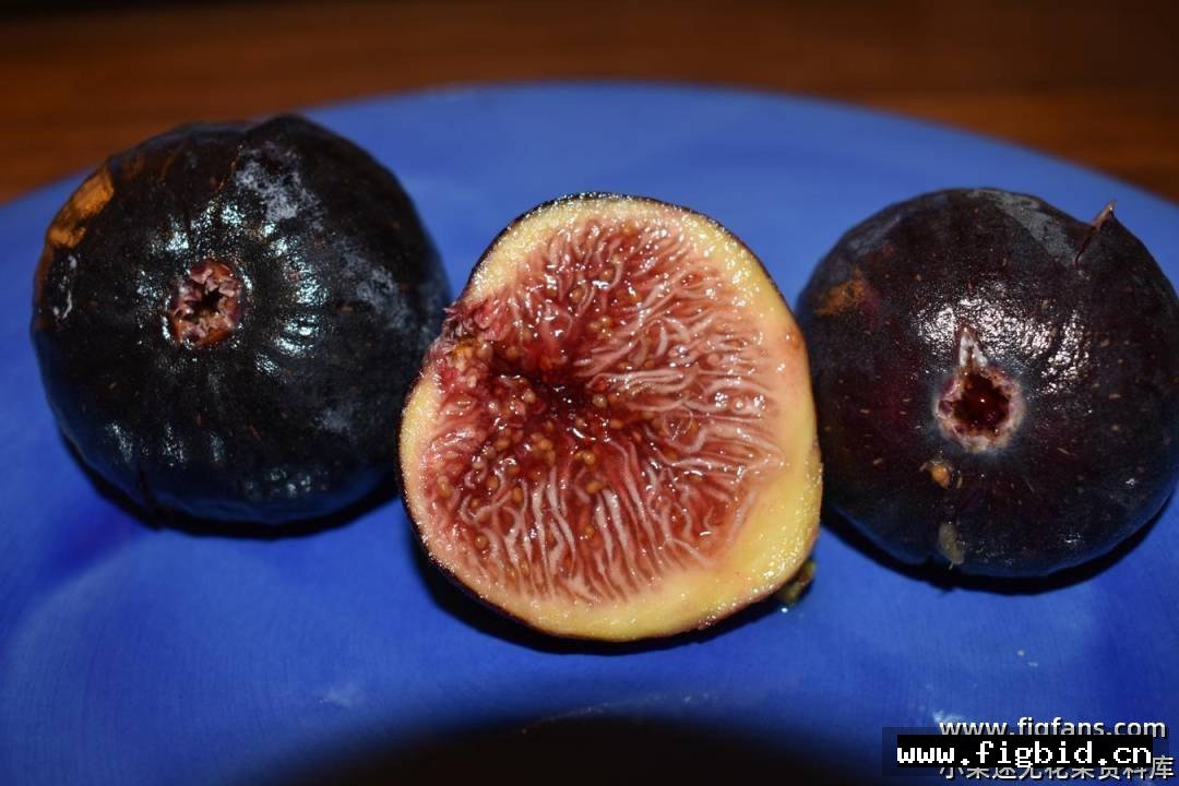 蜜李/蜂蜜李子 Honey Plum 无花果 标价为单芽价格 满50包邮