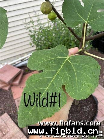 雄树持久型野生#1 Wild#1 无花果 标价为单芽价格 满50包邮
