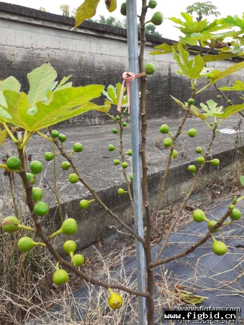 巴拉迪 Baladi 无花果 标价为单芽价格 满50包邮