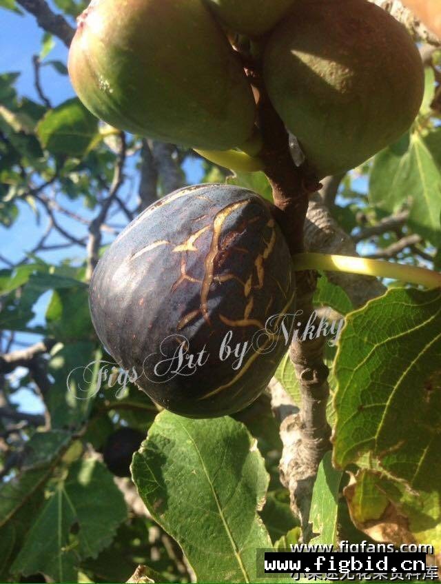布拉曼特 Bramante 无花果 标价为单芽价格 满50包邮