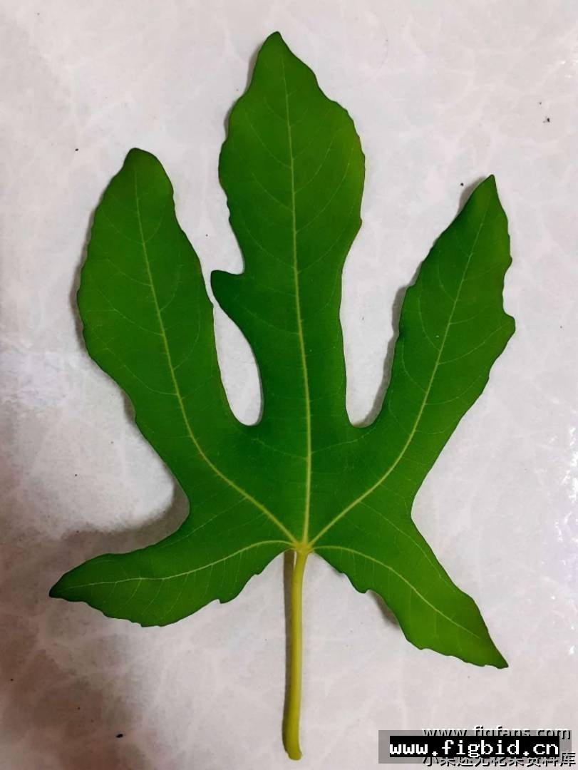 巴拉迪 Baladi 无花果 标价为单芽价格 满50包邮