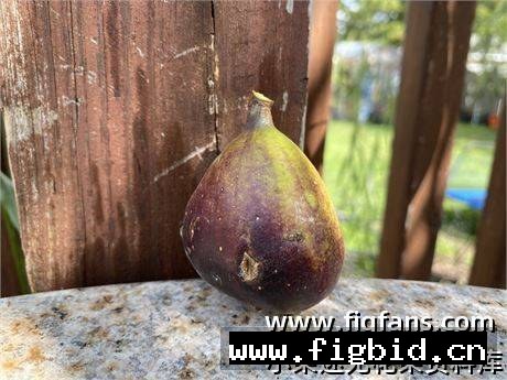 布拉曼特 Bramante 无花果 标价为单芽价格 满50包邮