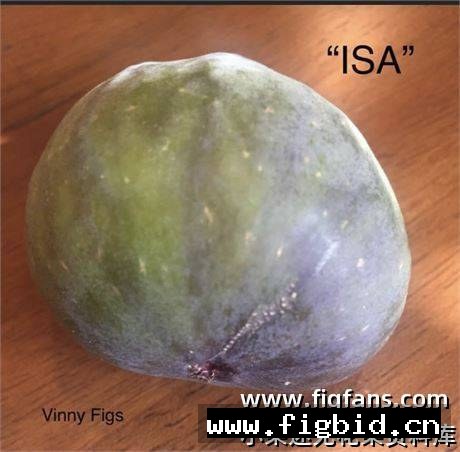 ISA（Vinny.London.UK） 无花果 标价为单芽价格 满50包邮