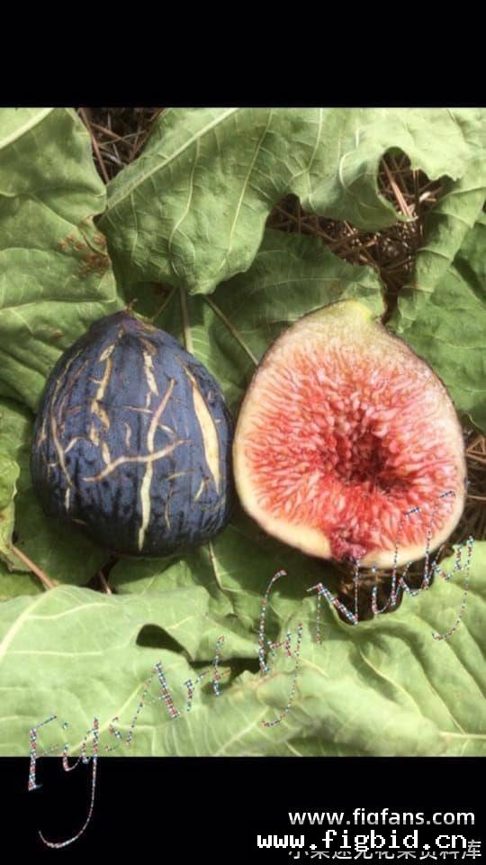 布拉曼特 Bramante 无花果 标价为单芽价格 满50包邮