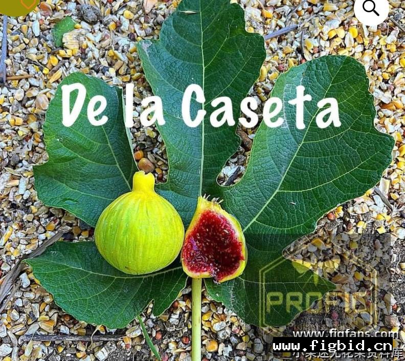 德拉卡塞达 De La Caseta 无花果 标价为单芽价格 满50包邮