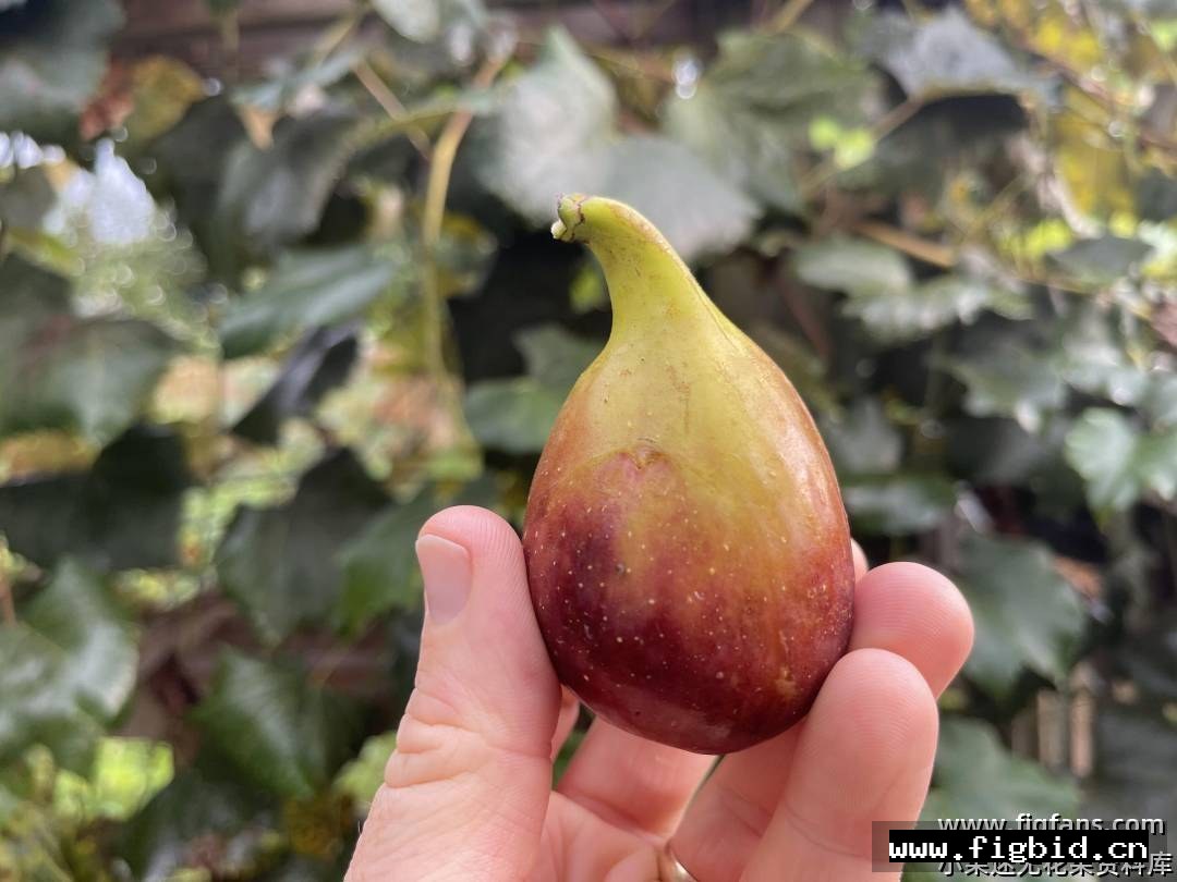 TC12 无花果 标价为单芽价格 满50包邮