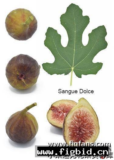 甜血 Sangue Dolce 无花果 标价为单芽价格 满50包邮