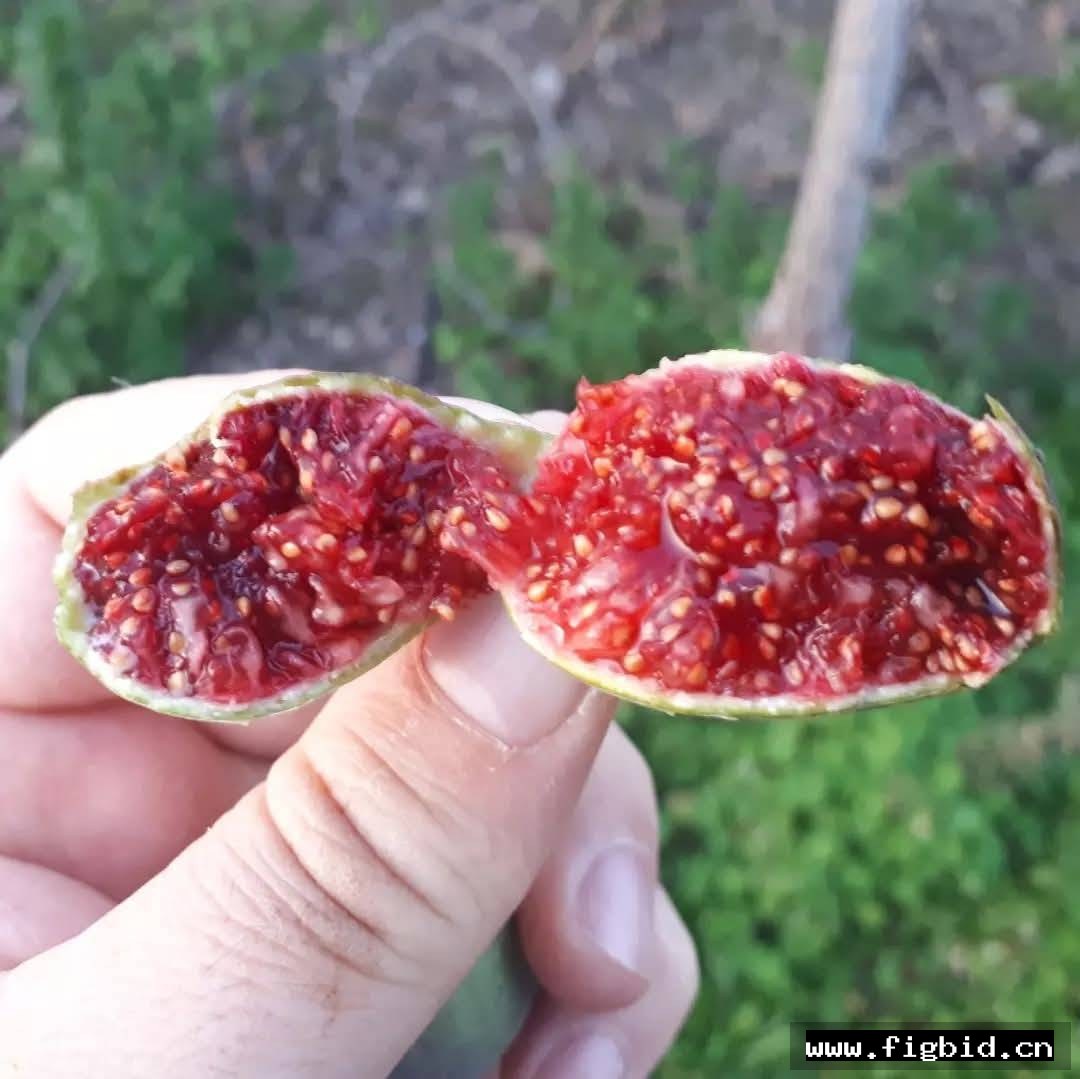 出血 Sangrado 无花果 标价为单芽价格 满50包邮