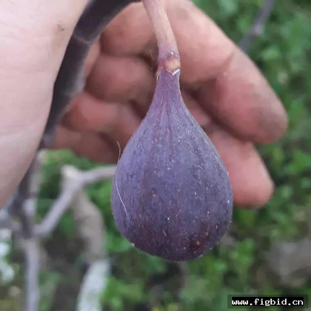 出血 Sangrado 无花果 标价为单芽价格 满50包邮