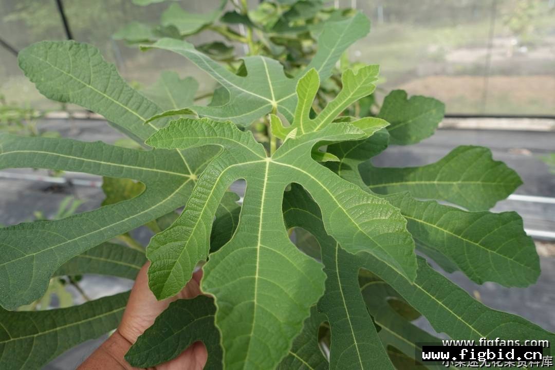 以色列白 无花果 标价为单芽价格 满50包邮