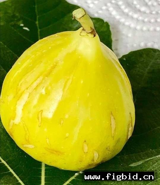 黄美人 /JAA Jamal Al Asfar 无花果 标价为单芽价格 满50包邮