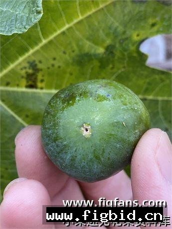 NV1 无花果 标价为单芽价格 满50包邮