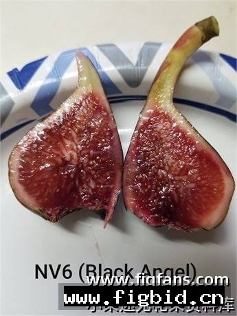 NV6 Black Angel 无花果 标价为单芽价格 满50包邮