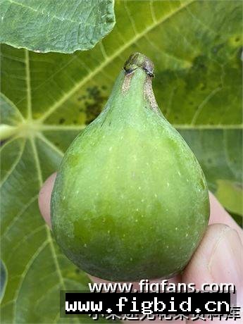 NV1 无花果 标价为单芽价格 满50包邮