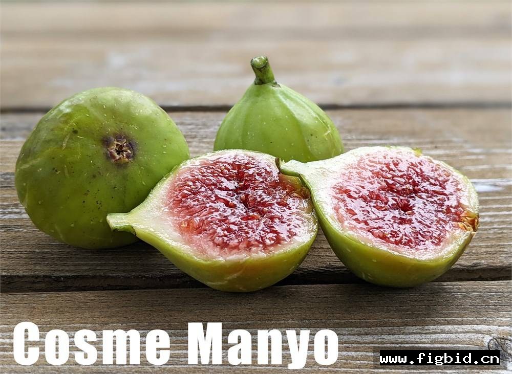 万叶/科斯美曼悠 Cosme Manyo 无花果 标价为单芽价格 满50包邮