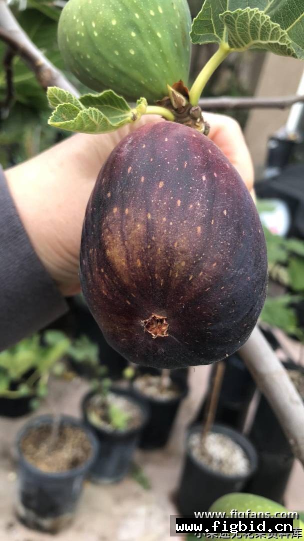 超级巨无霸 Super jumbo 无花果 标价为单芽价格 满50包邮