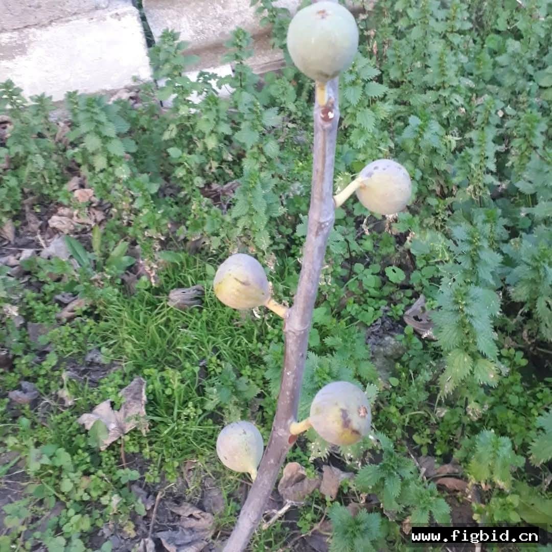 出血 Sangrado 无花果 标价为单芽价格 满50包邮