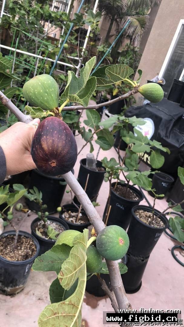 超级巨无霸 Super jumbo 无花果 标价为单芽价格 满50包邮