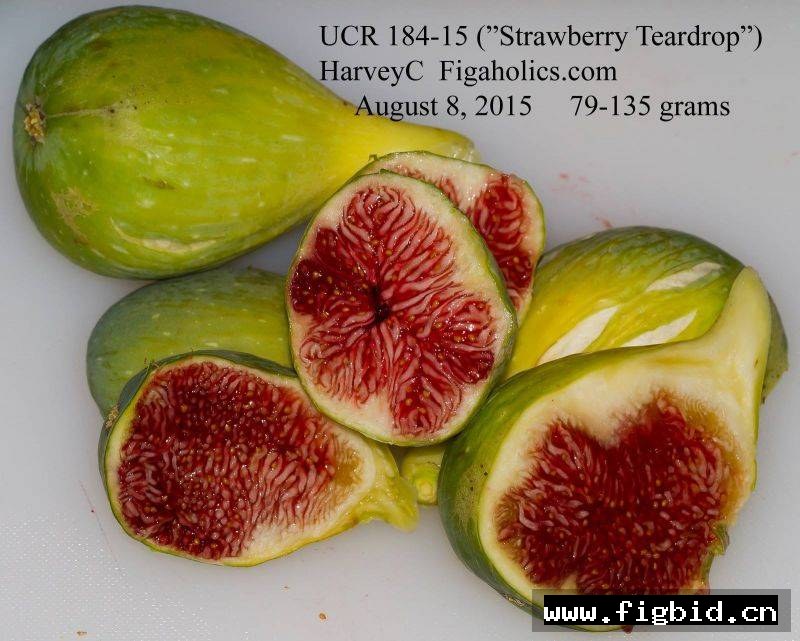 草莓泪滴 Strawberry Teardrop 无花果 标价为单芽价格 满50包邮