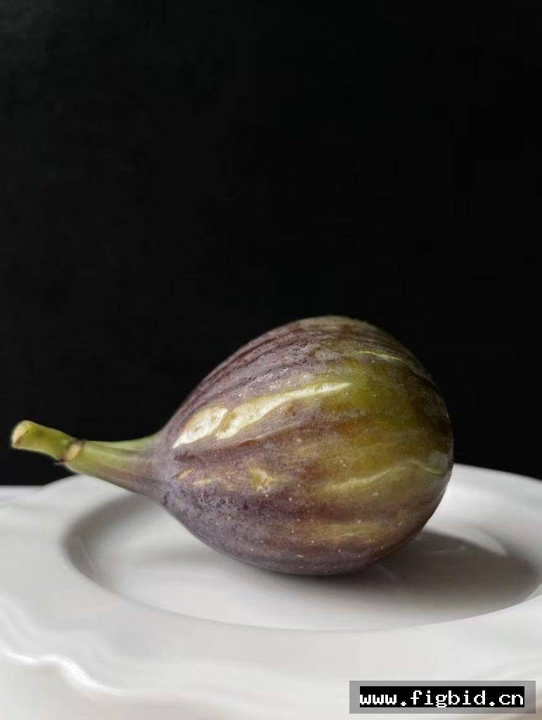 骑士 Cavaliere 无花果 标价为单芽价格 满50包邮