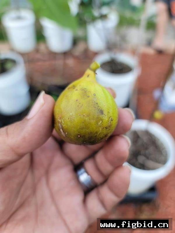 骑士 Cavaliere 无花果 标价为单芽价格 满50包邮