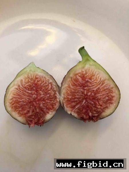 龙德波尔多 Ronde de Bordeaux 无花果 标价为单芽价格 满50包邮