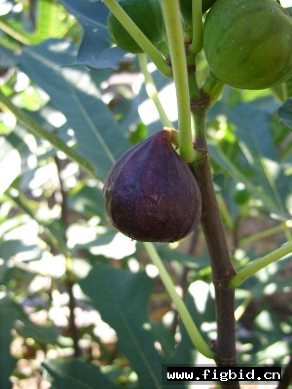 龙德波尔多 Ronde de Bordeaux 无花果 标价为单芽价格 满50包邮